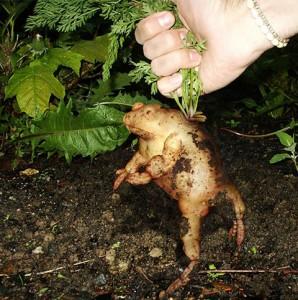 ¿Un sapo? ¡No! ¡Una patata!