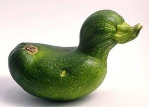 El patito calabacín