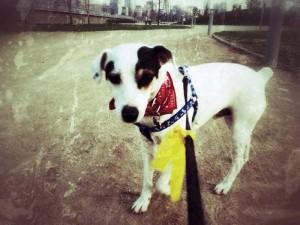 The Yellow Dog Project