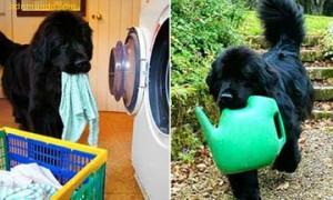 perros que ponen la lavadora