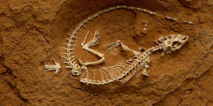fotos de fosiles de dinosaurios