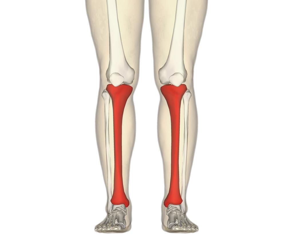 Tibia frontal