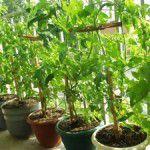 tomatoes_balcony_s