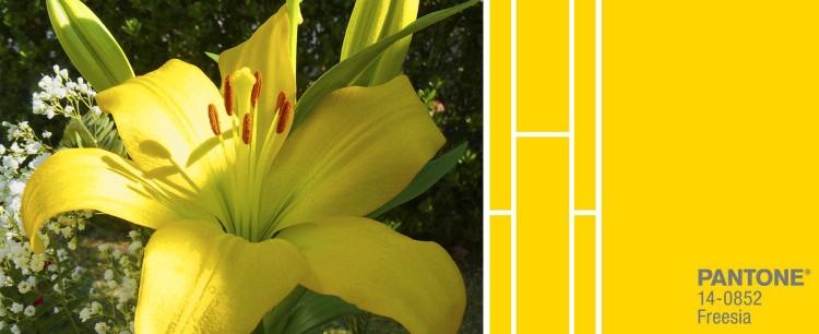 Color-Fressia-pantone-2014