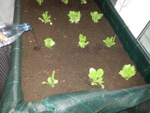 riego mesa de cultivo