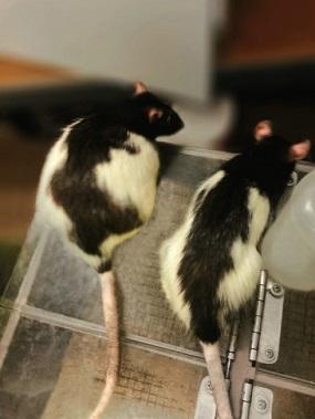 La rata de la izquierda lleva una dieta de comida chatarra, la de la derecha lleva una dieta más nutritiva.