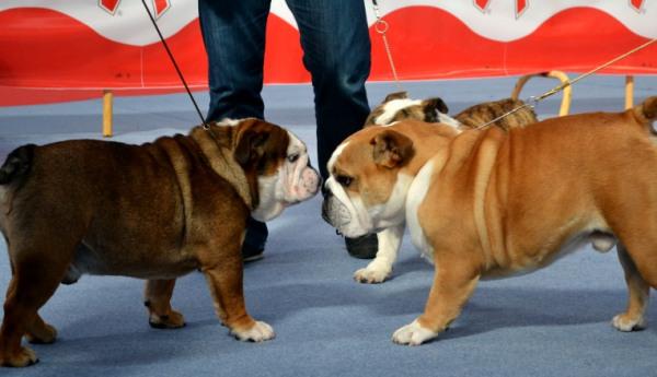 Bulldogs Chejov