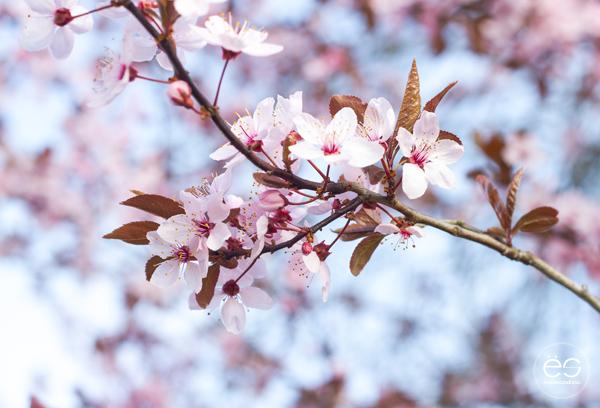 flores-estilo-escandinavo-02