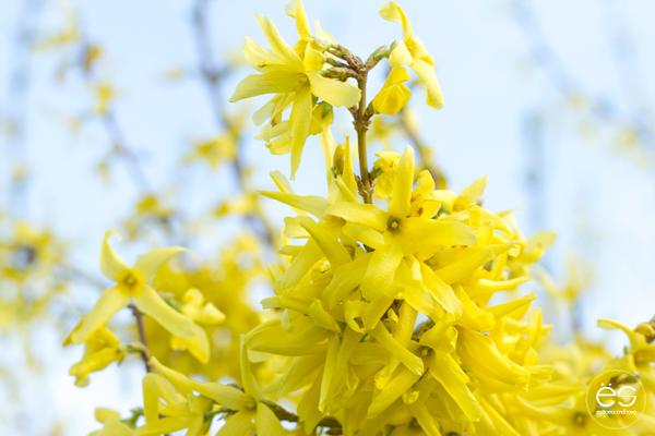 flores-estilo-escandinavo-03