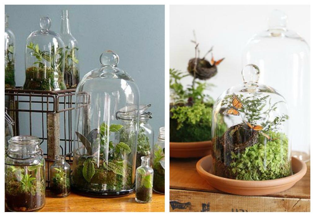 05-terrarios-tapa-pastelera