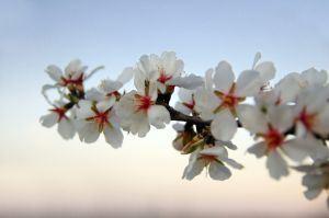 flowers-of-almond-tree-732985-m