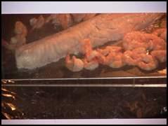 Merluza-dos-salsas-con-langostinos-010