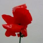 Cómo hacer una flor roja de botellas de plástico pet reciclado How to make plastic flowers with recycled plastic bottles