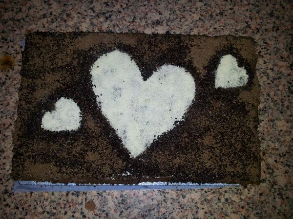Tarta de chocolate y galleta
