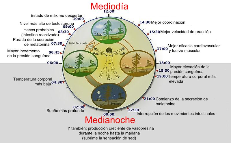 Biological_clock_humanNycthéméralVersion_Español