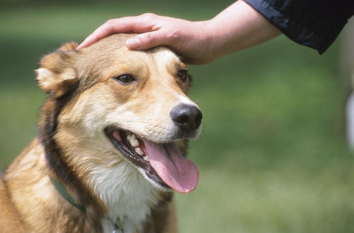 perro adiestrado