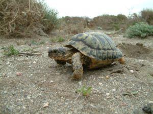 Tortuga Mora, en peligro de extinción.