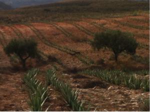 Plantación Aloe de Sorbas