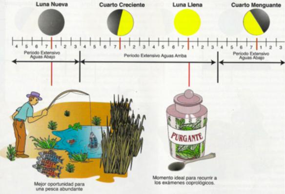 Actividad pesquera y la luna