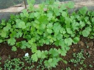 cilantro