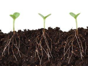 semillas ecológicas