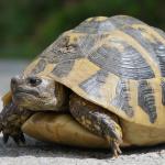 ?La Tortuga? El entrenamiento mas difícil de un corredor