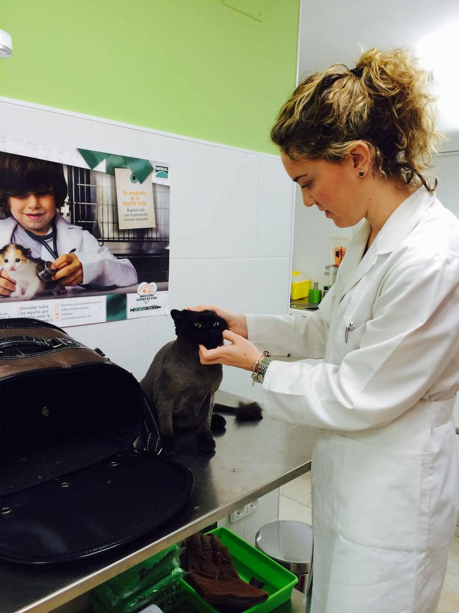 clínica veterinaria gatos