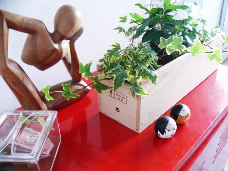 Plantas en caja de vino de madera