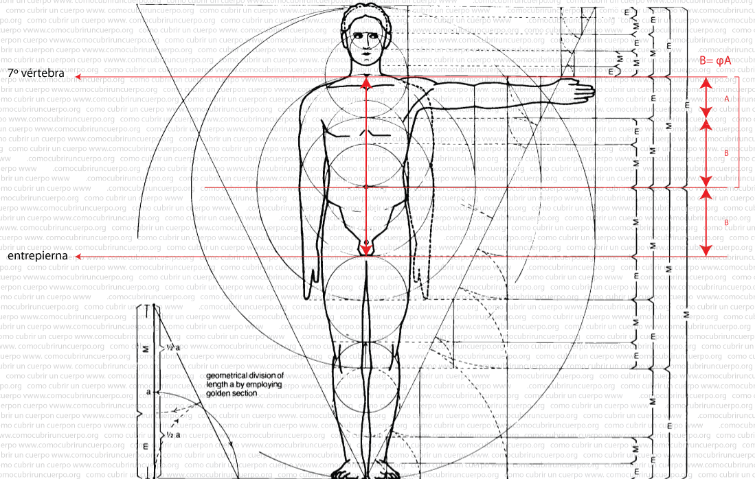 los-largos-del-tórax-02