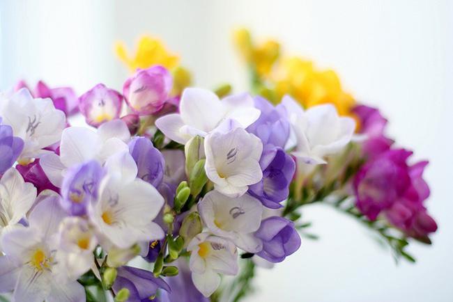 flores para bodas flordselva