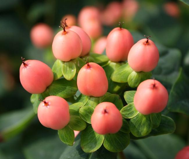 decoracion floral bodas flordselva