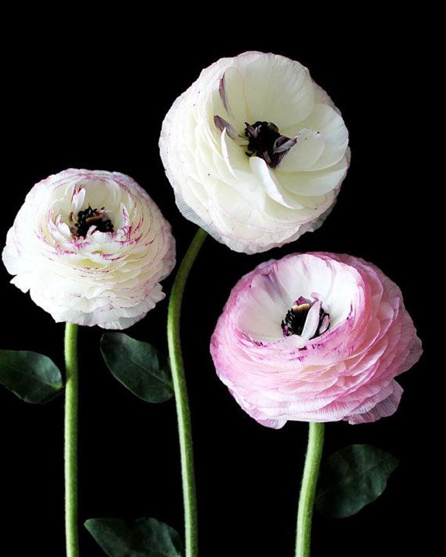 tipos de flor para bodas