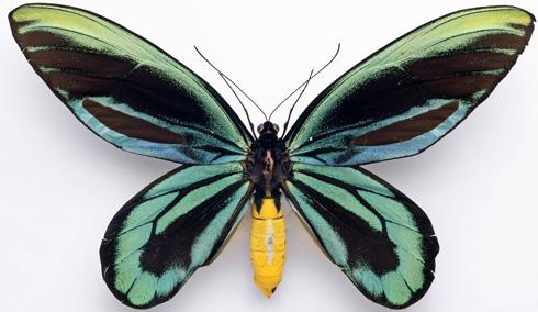 mariposas gigantes
