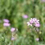 Violet crochet cupcake by 
