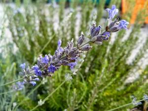 lavanda