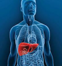 15 formas toxina higado 15 Formas Simples de Reducir las Toxinas en Tu Organismo