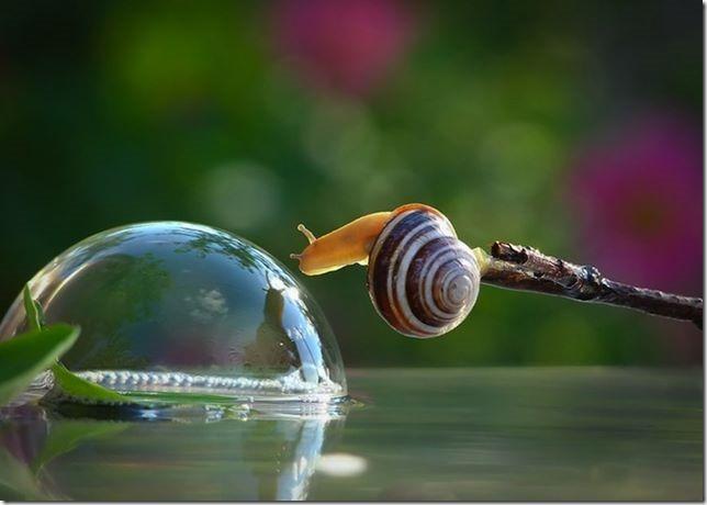 fotografia-macro-caracoles