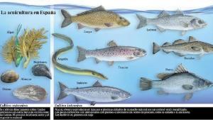 peces-pollo--644x362