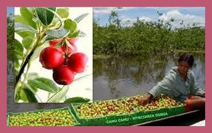 images 3 Camu Camu, el mejor ANTIEDAD 