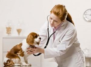 curso veterinario