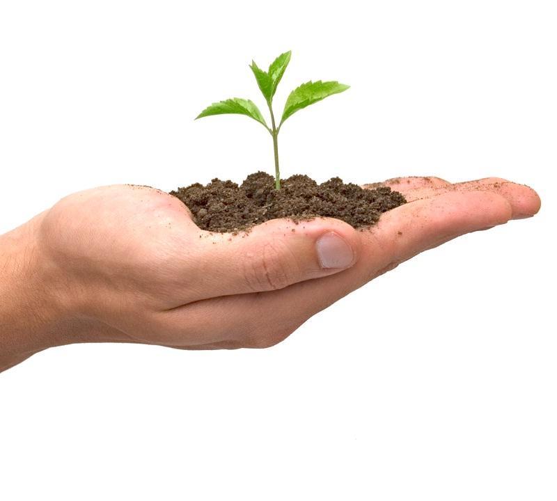 img_que_plantas_regalar_para_navidad_3382_orig