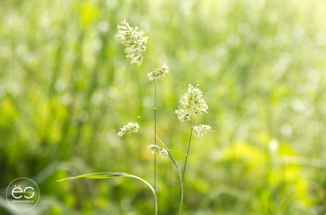 picnic-campo-escandinavo-20