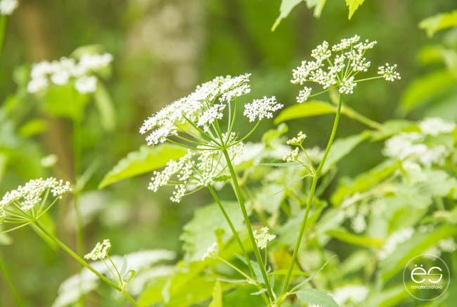 picnic-campo-escandinavo-19 copy