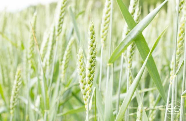 picnic-campo-escandinavo-15