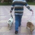 Estos son mis trampolines