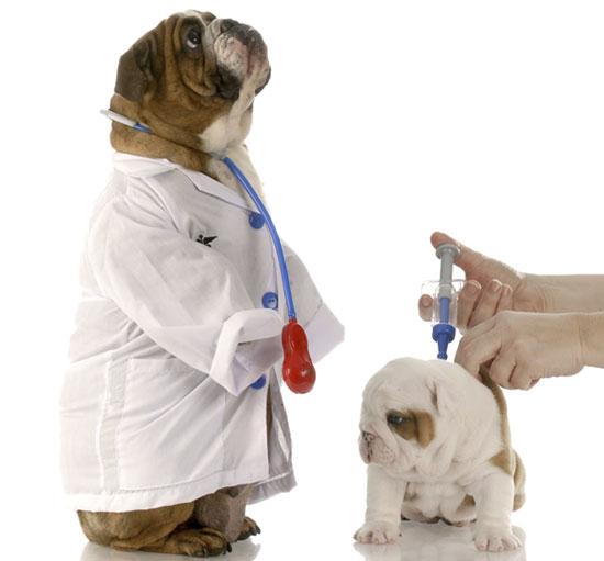 cachorros_flordselva