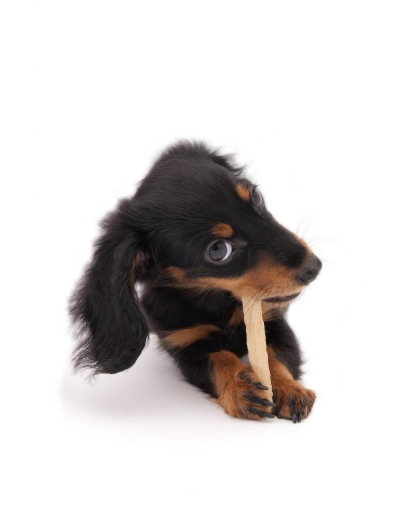 educa a tu cachorro flordselva