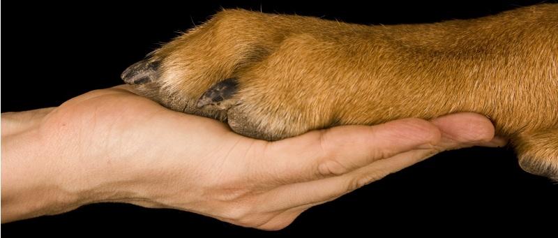 el mejor amigo de la mujer Flordselva