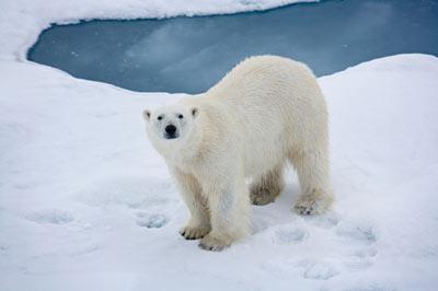 oso polar en polo norte