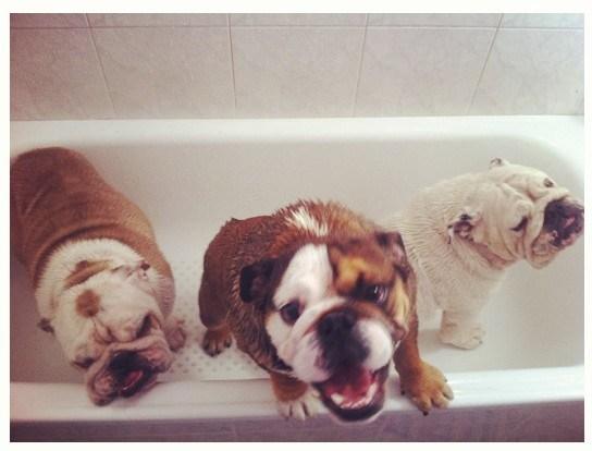 Una bañera para 3 bulldogs